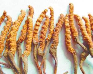 斗门冬虫夏草回收商家