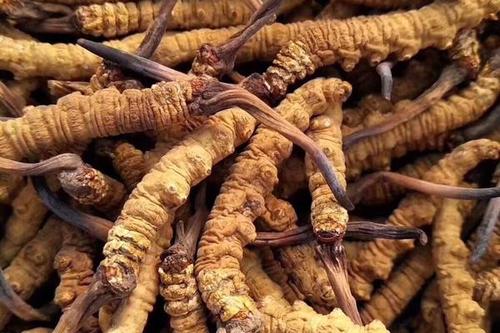 斗门冬虫夏草回收价格