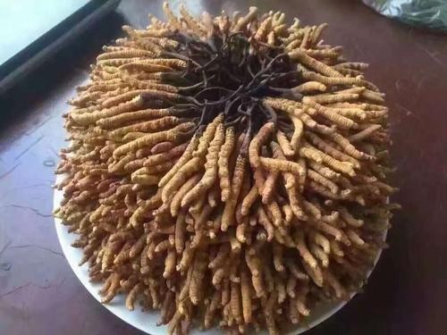 斗门冬虫夏草回收价格