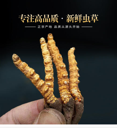 金湾虫草回收